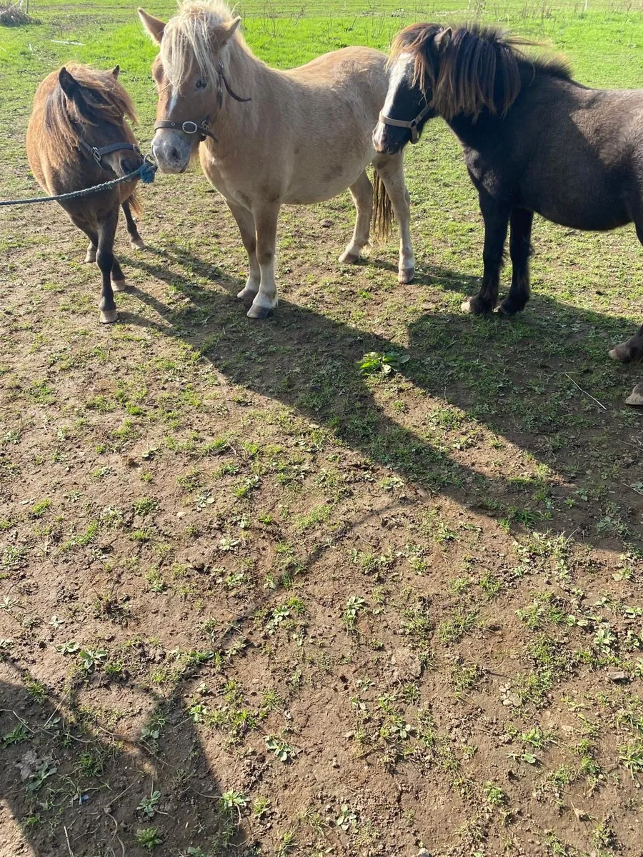 Small pony and filly foal/small ponies - Image 2