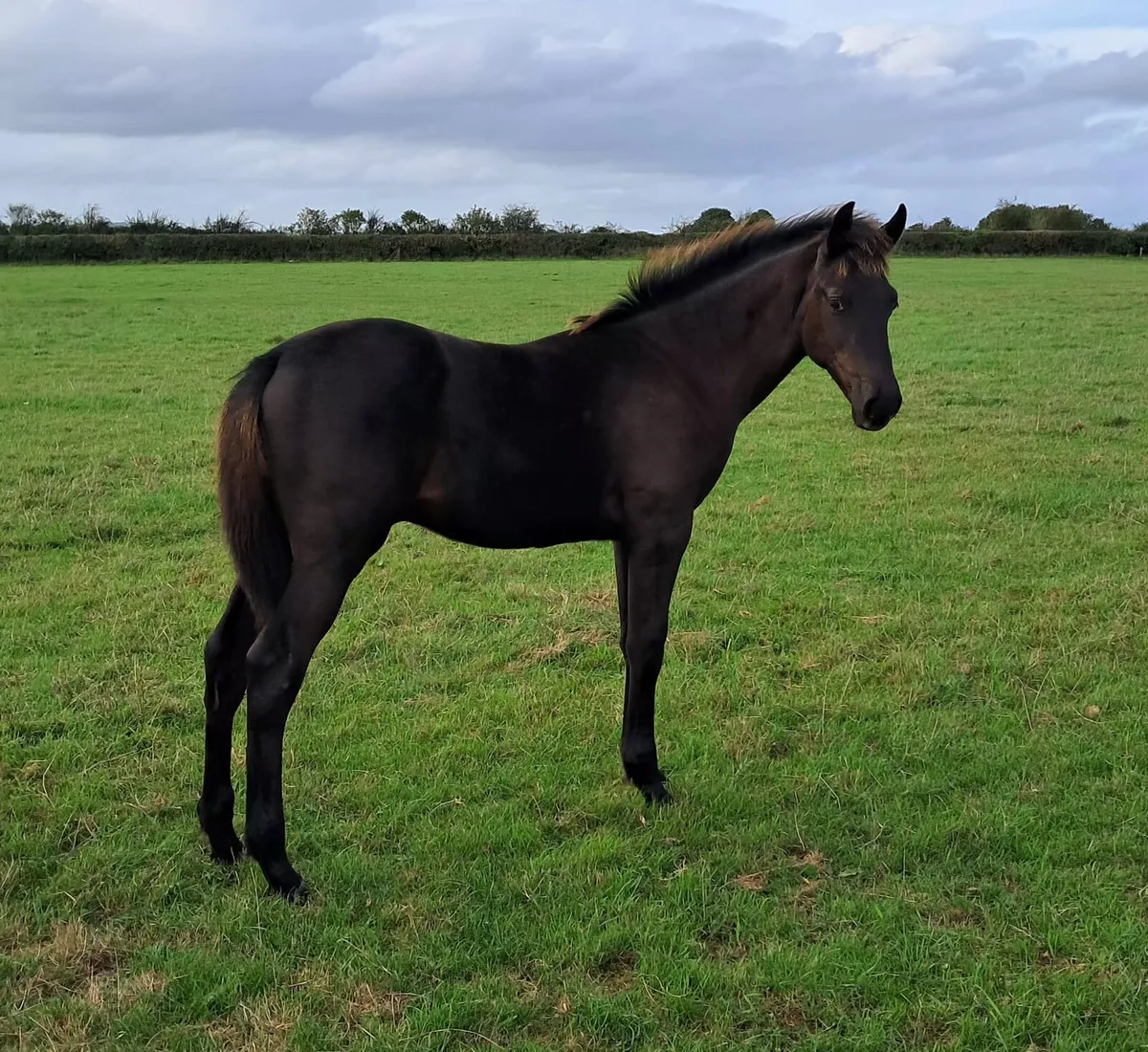 Colt foal by Madgeslane Deise Vu ex Boherdeel mare - Image 3