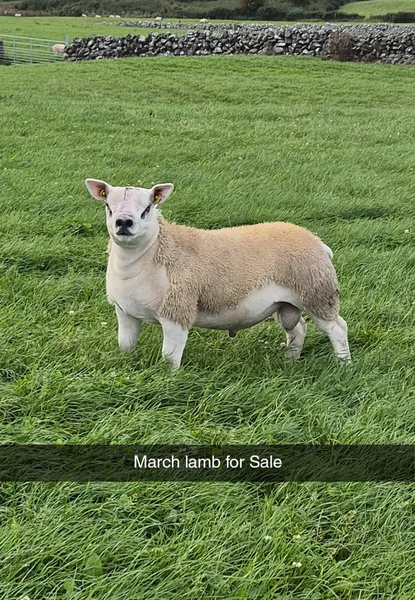 Purebred Texel Ram Lambs - Image 1