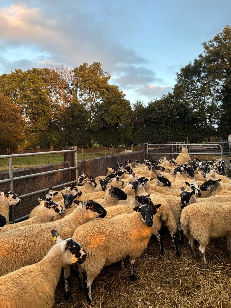 Mule Ewe Hoggets - Image 3