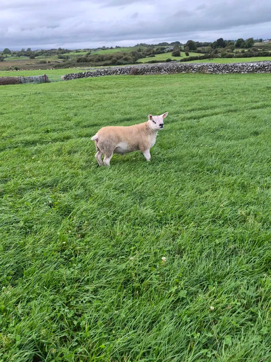 Purebred Texel Ram Lambs - Image 2