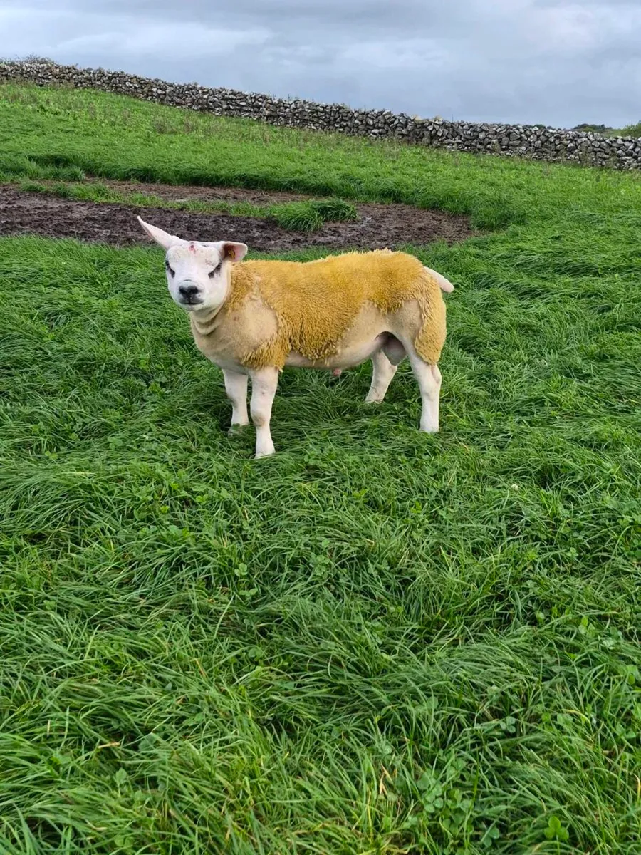 Purebred Texel Ram Lambs - Image 3