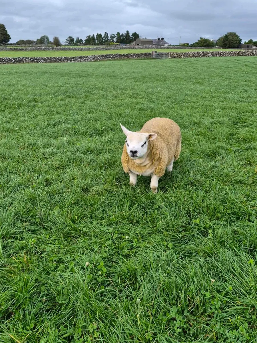 Purebred Texel Ram Lambs - Image 4