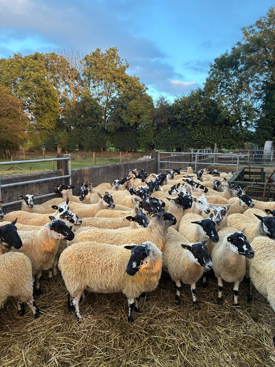 Mule Ewe Hoggets - Image 4