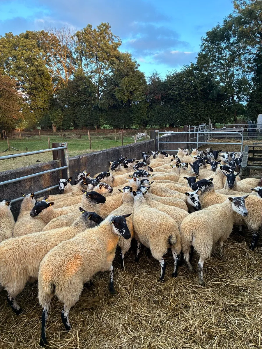 Mule Ewe Hoggets - Image 1