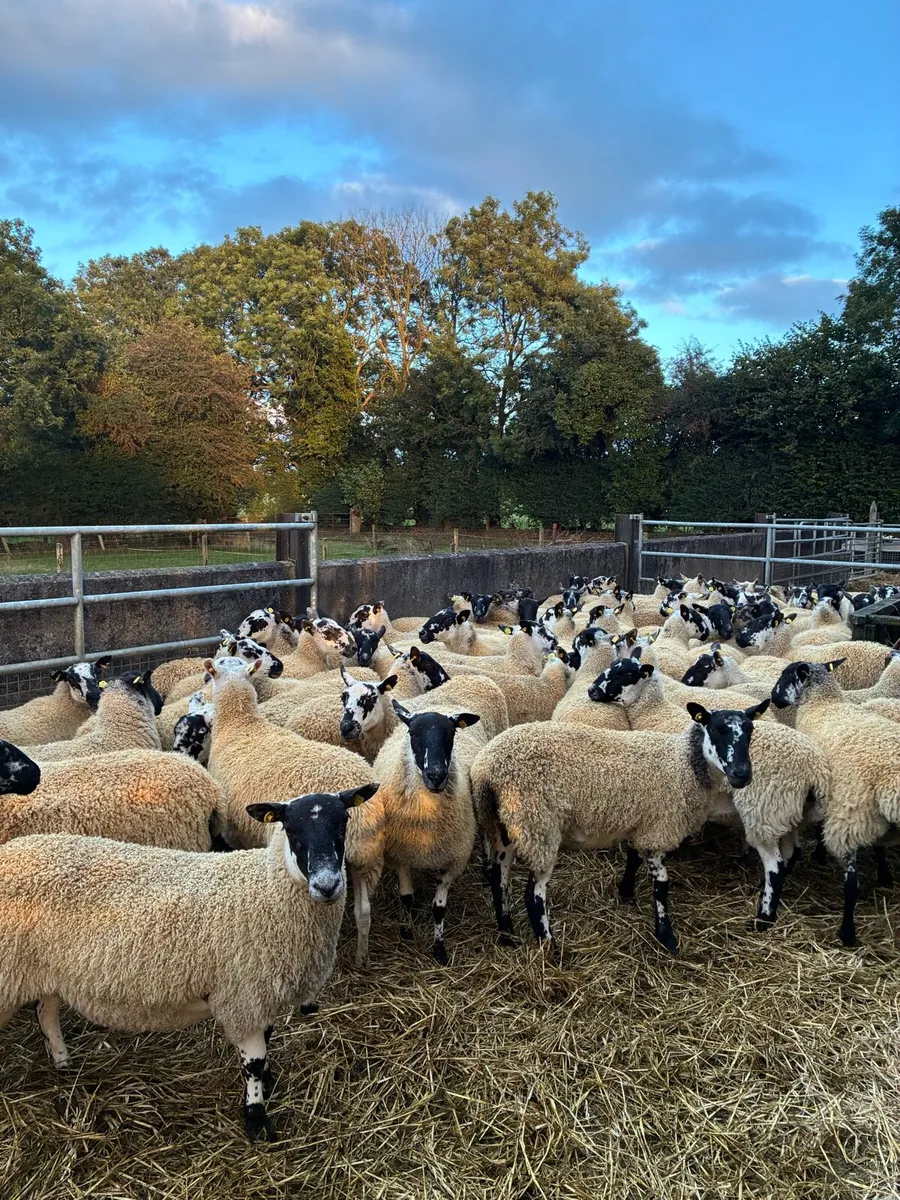 Mule Ewe Hoggets - Image 2