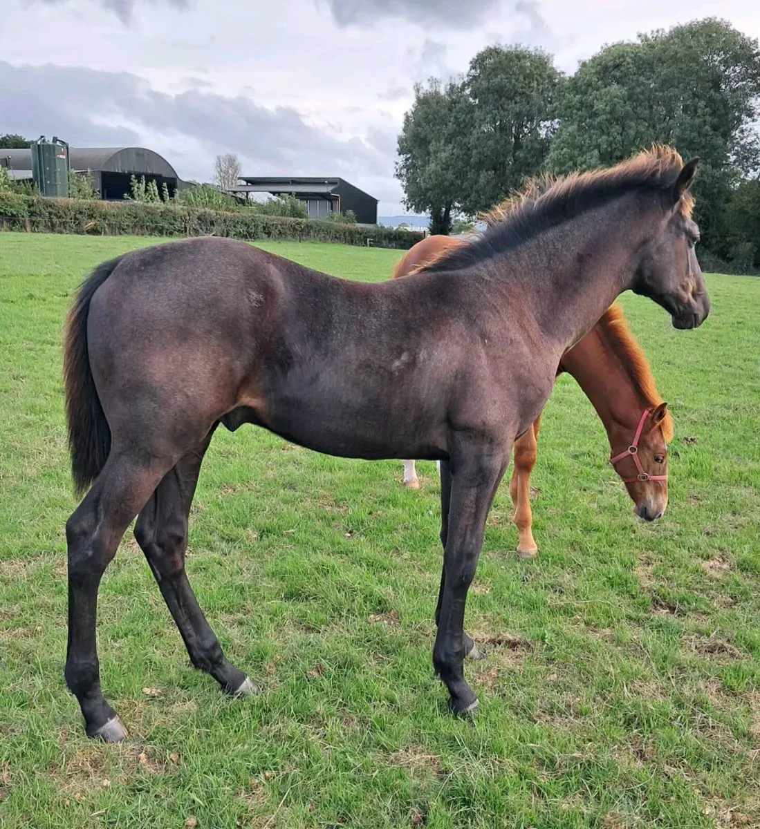 Colt foal by Madgeslane Deise Vu ex Boherdeel mare - Image 4
