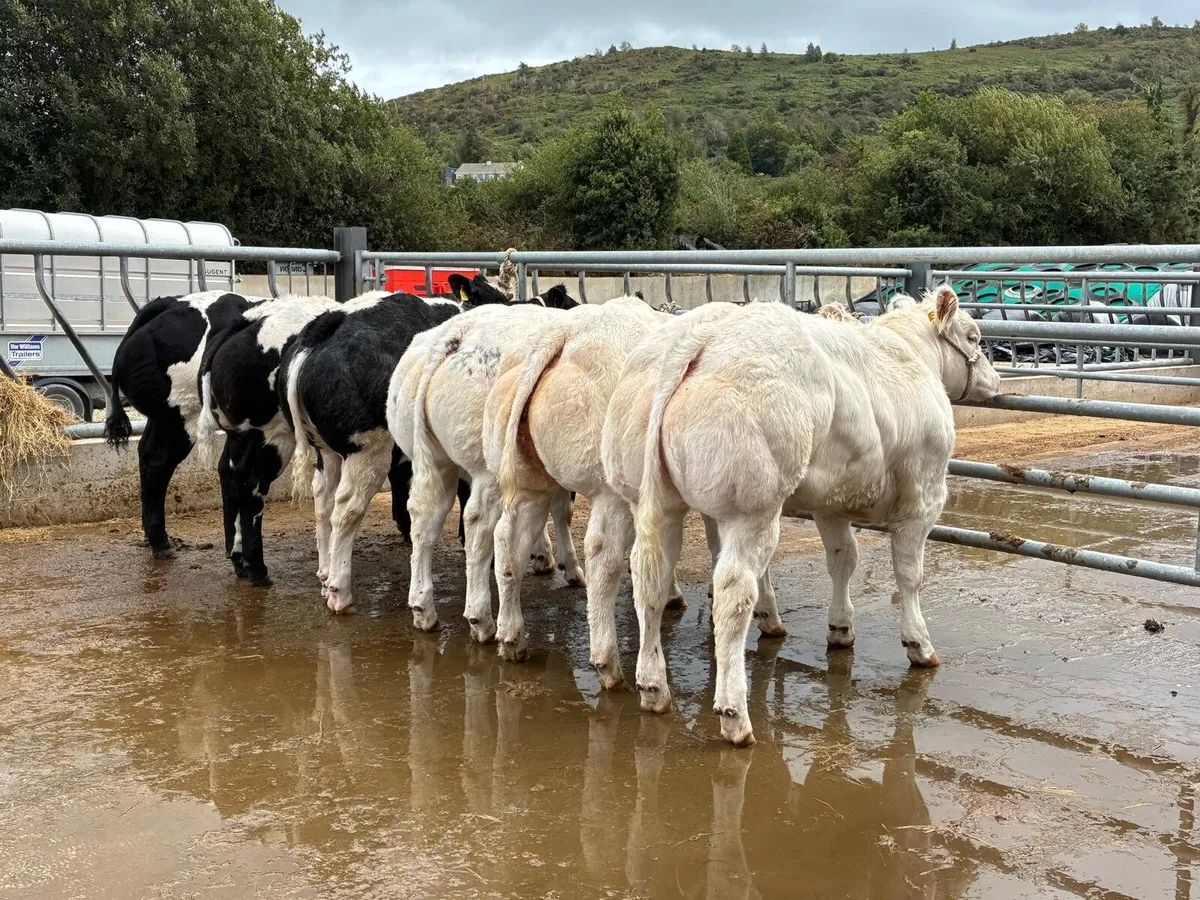 Pedigree belgian blue heifers - Image 1