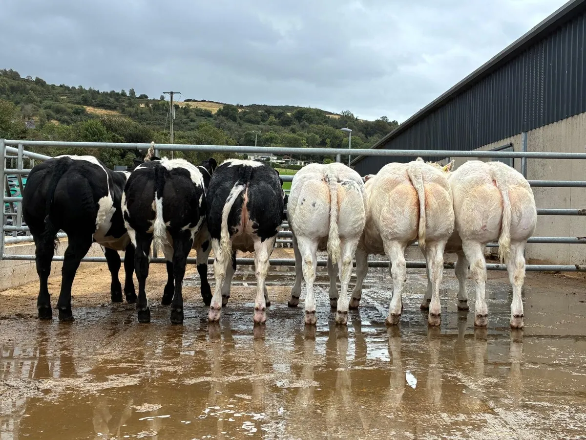Pedigree belgian blue heifers - Image 2