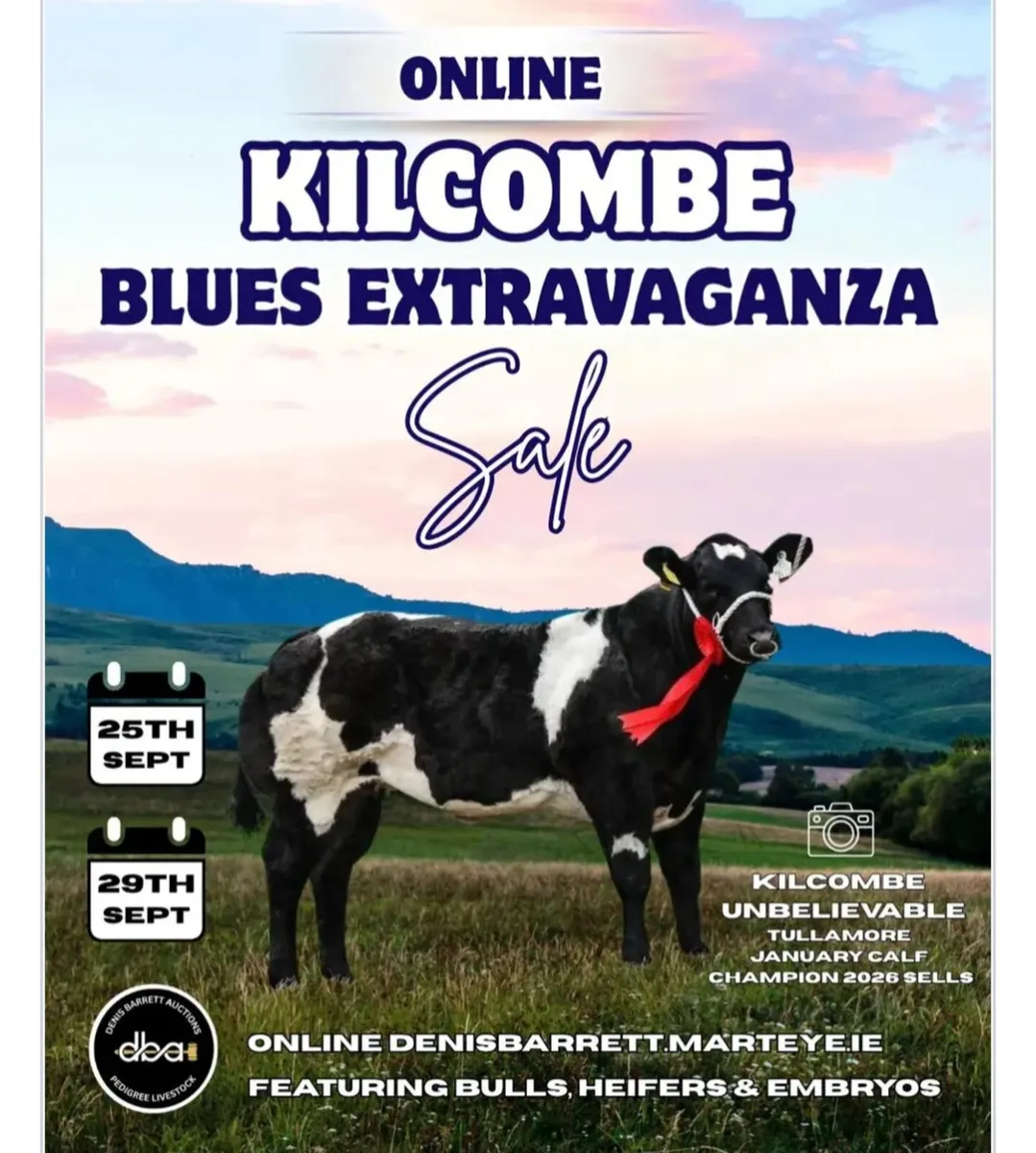 Pedigree belgian blue heifers - Image 3