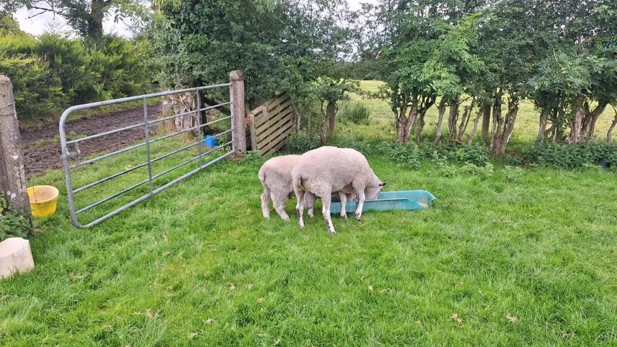 Rams - Image 2