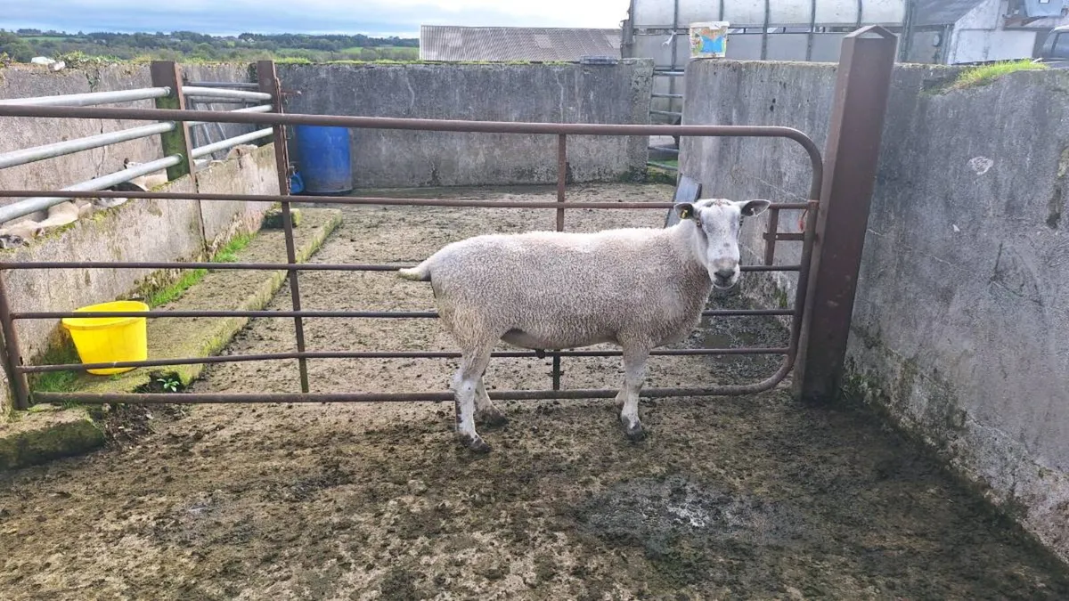 Rams - Image 2