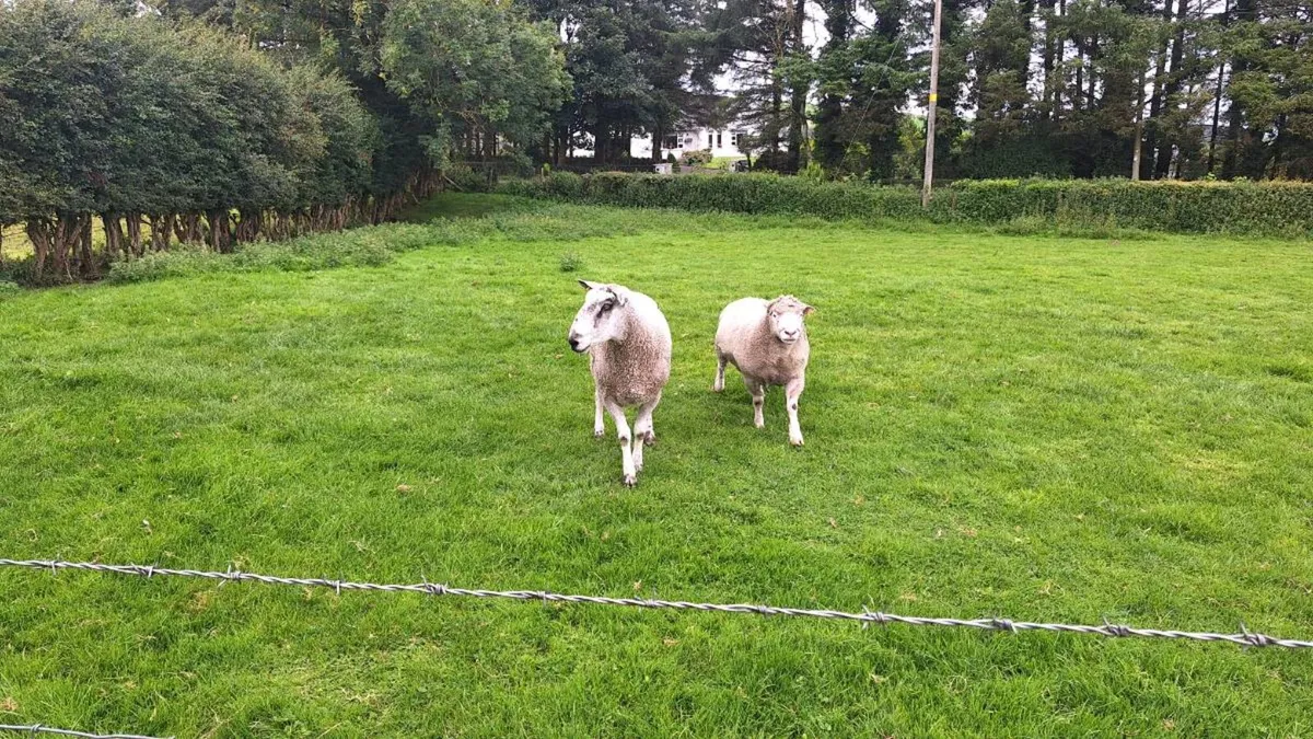 Rams - Image 3