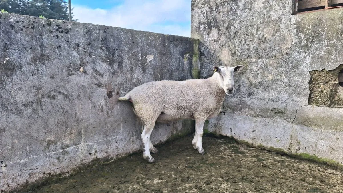 Rams - Image 1