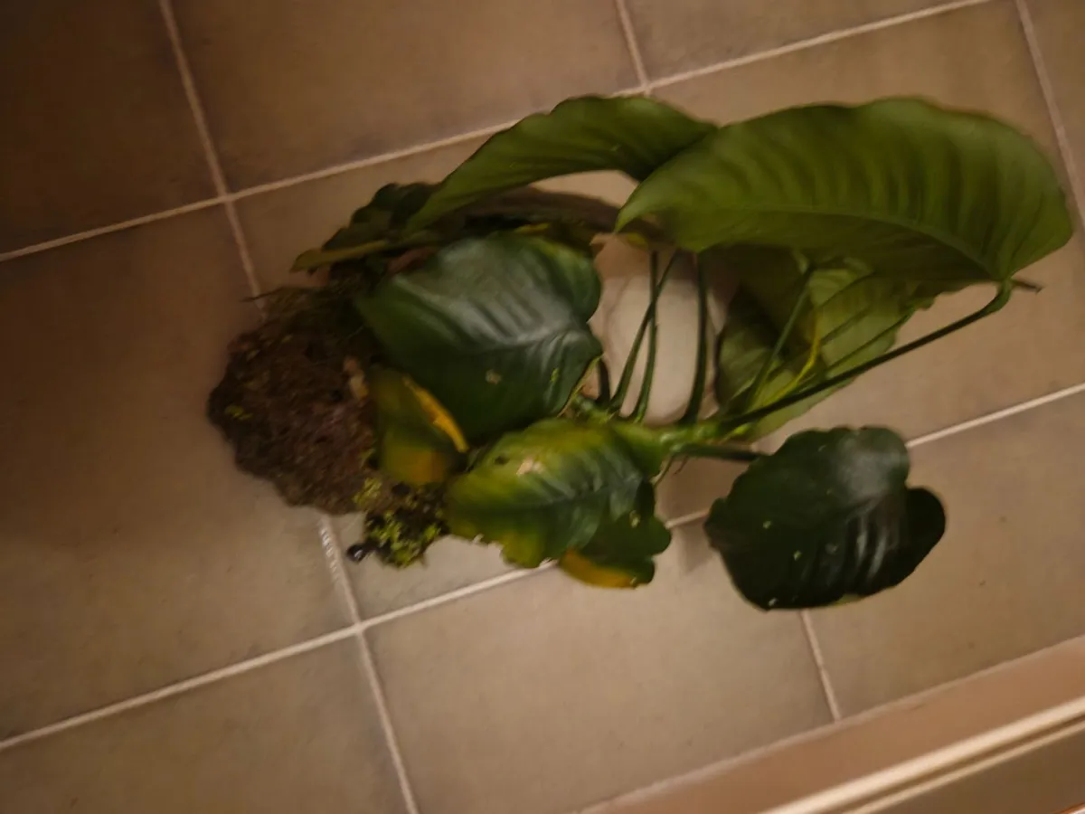 Fish Tank  W40×D25×H27 - Image 4