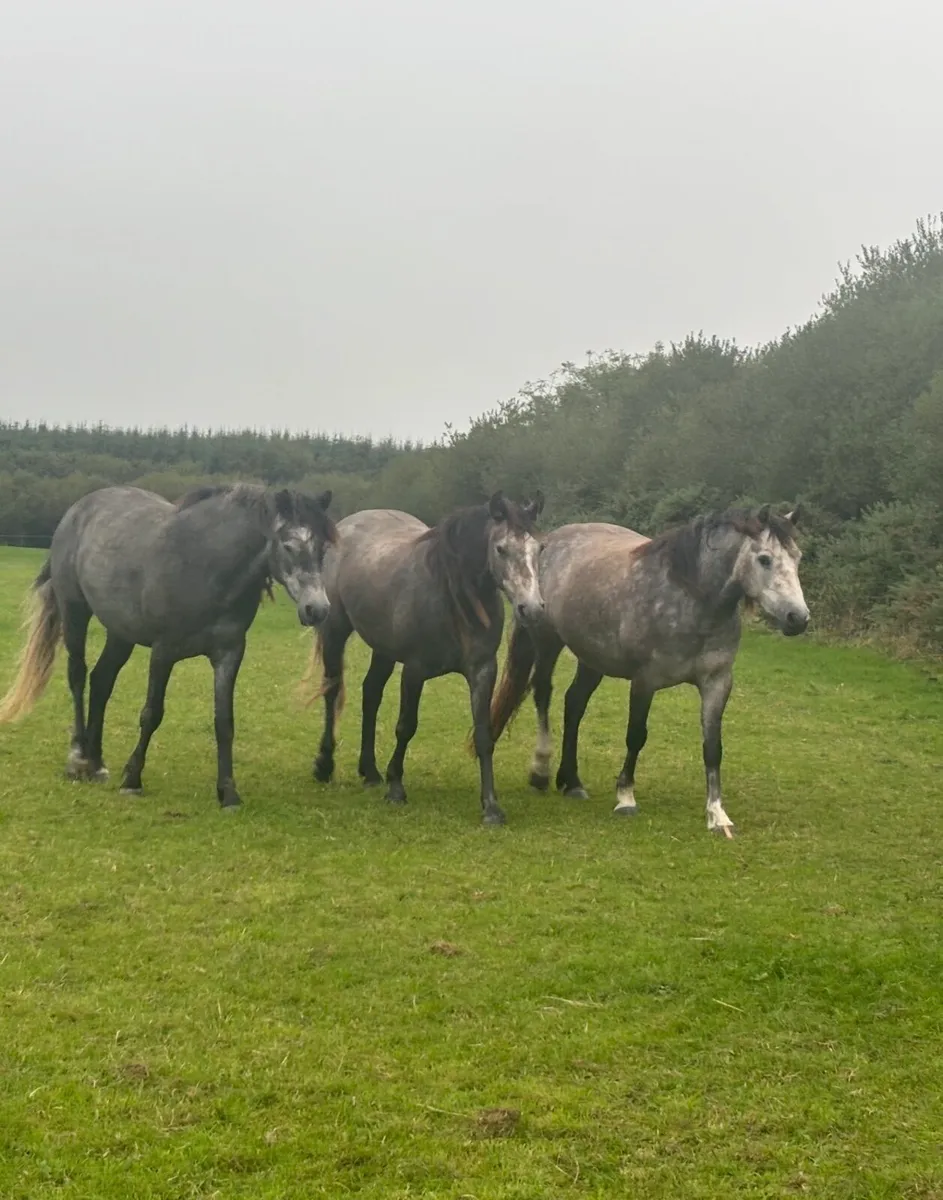 3 Connemara ponies ,3yrs old,gelding and 2 fillies - Image 1