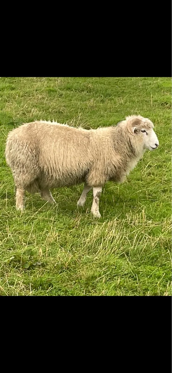 Dorset Horn Ram Lambs - Image 2