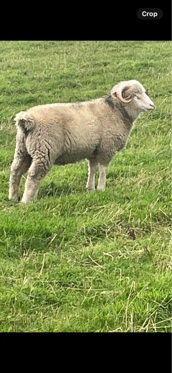 Dorset Horn Ram Lambs - Image 3