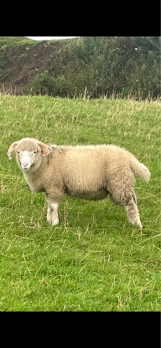 Dorset Horn Ram Lambs - Image 1