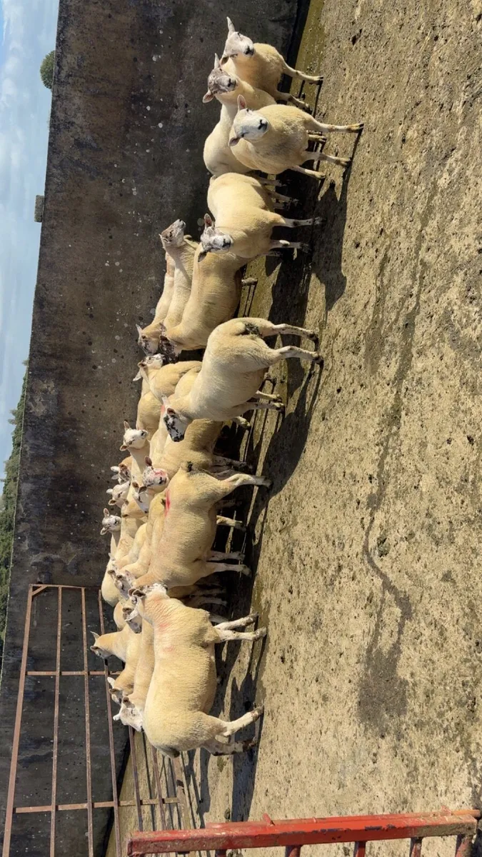 Ewe hoggets - Image 1
