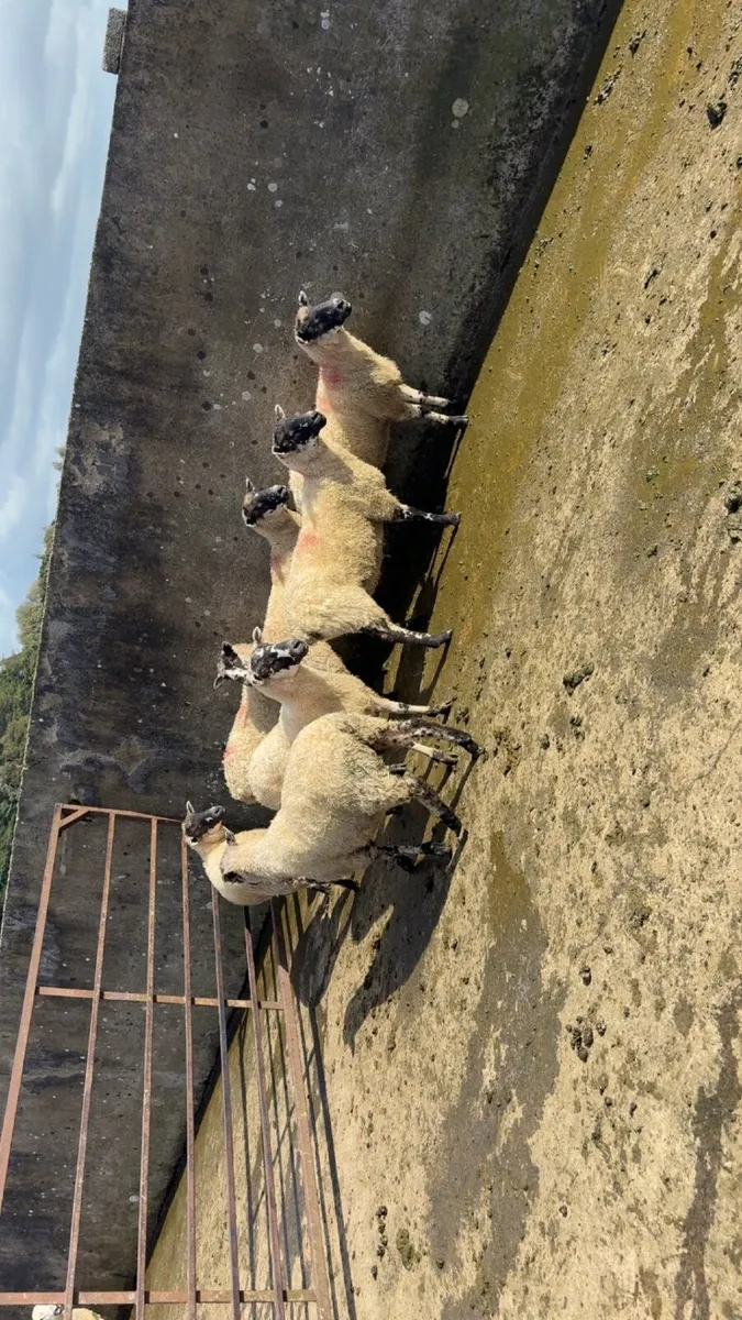 Ewe hoggets - Image 2