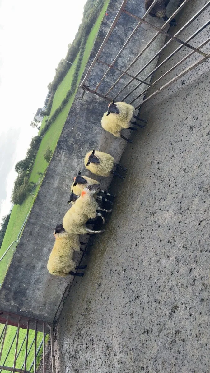 Ewe hoggets - Image 3