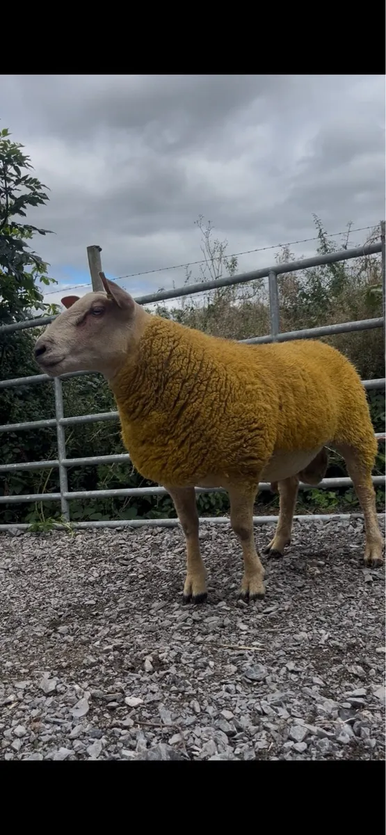 Pedigree Charollais Ram Lambs - Image 1