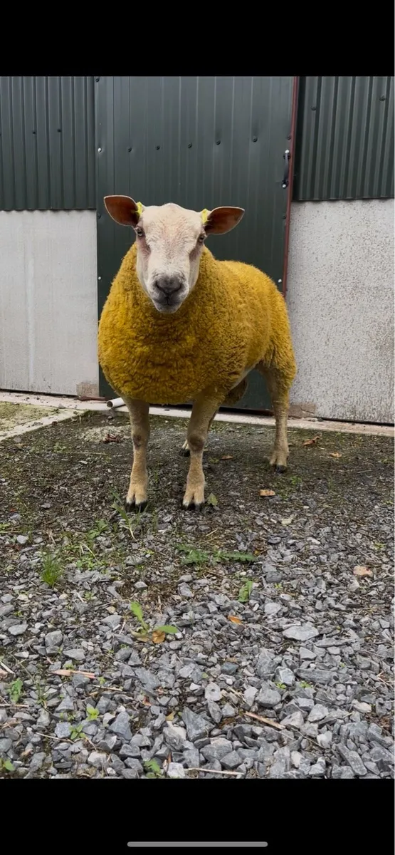 Pedigree Charollais Ram Lambs - Image 2