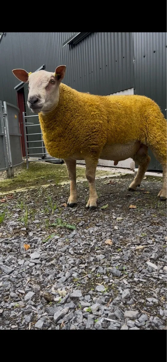 Pedigree Charollais Ram Lambs - Image 3