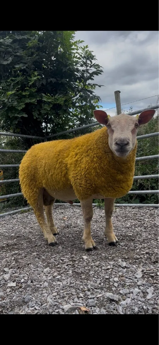 Pedigree Charollais Ram Lambs - Image 4