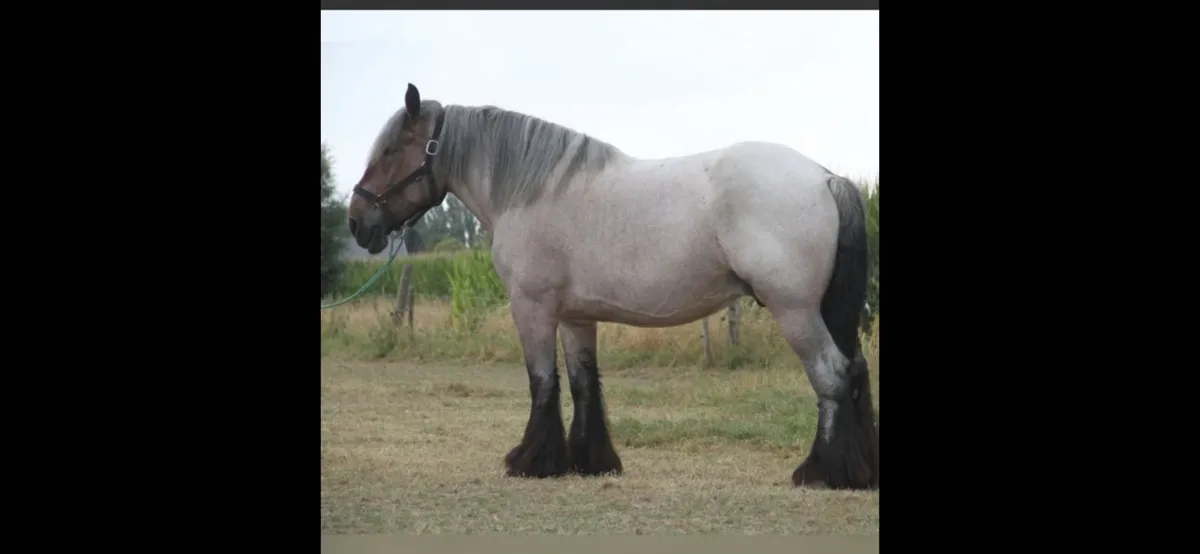 Broodmare Scanned in Foal to Belgium Draught - Image 1