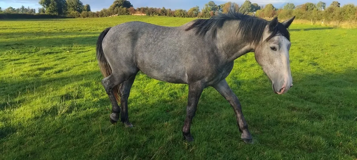 Sport horse - Image 1