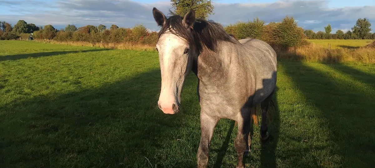 Sport horse - Image 2
