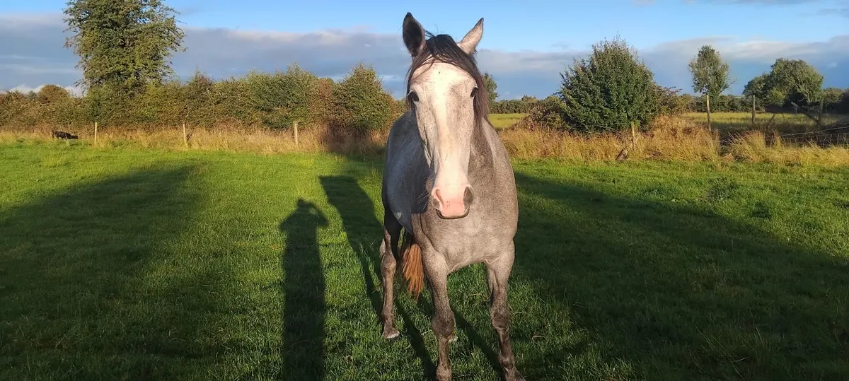 Sport horse - Image 3