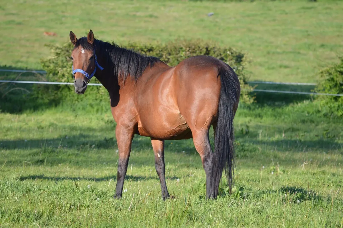 Broodmare Scanned in Foal to Belgium Draught - Image 2