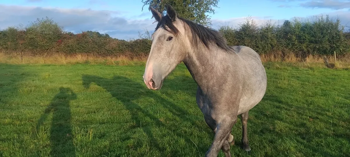 Sport horse - Image 4