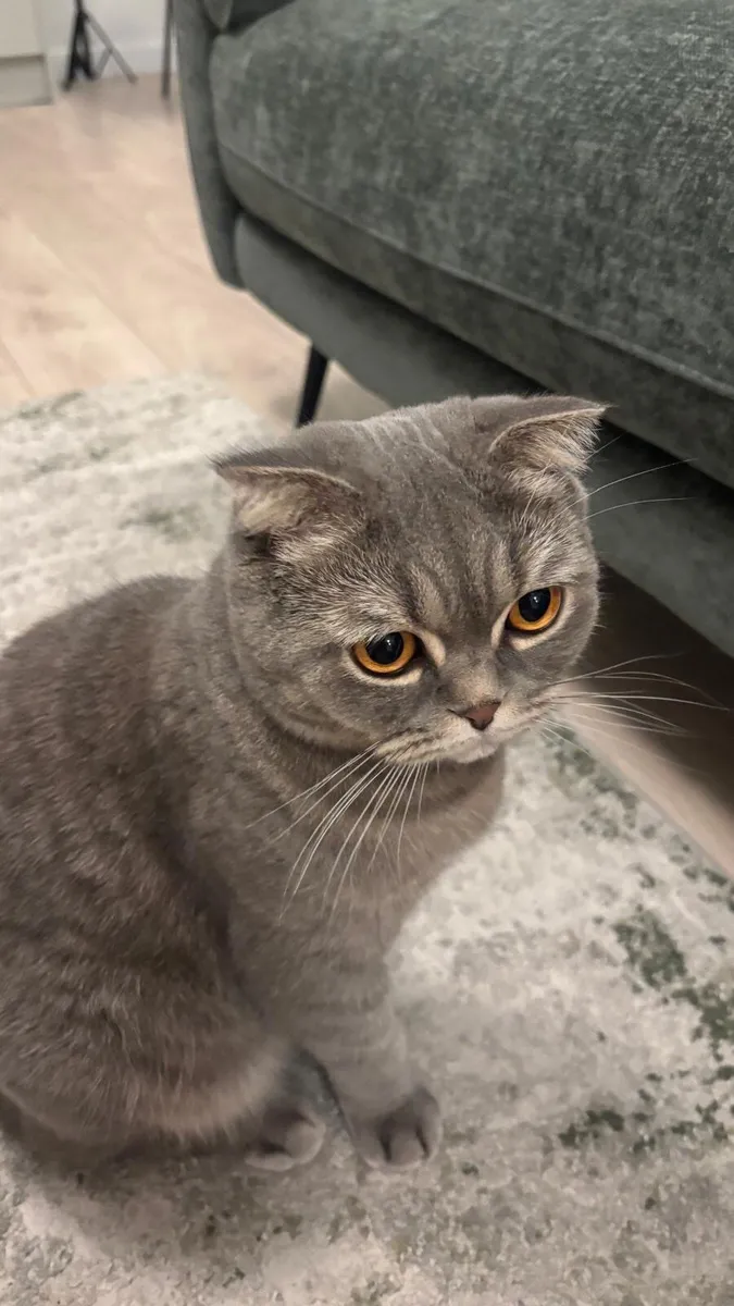 Cat - Image 2