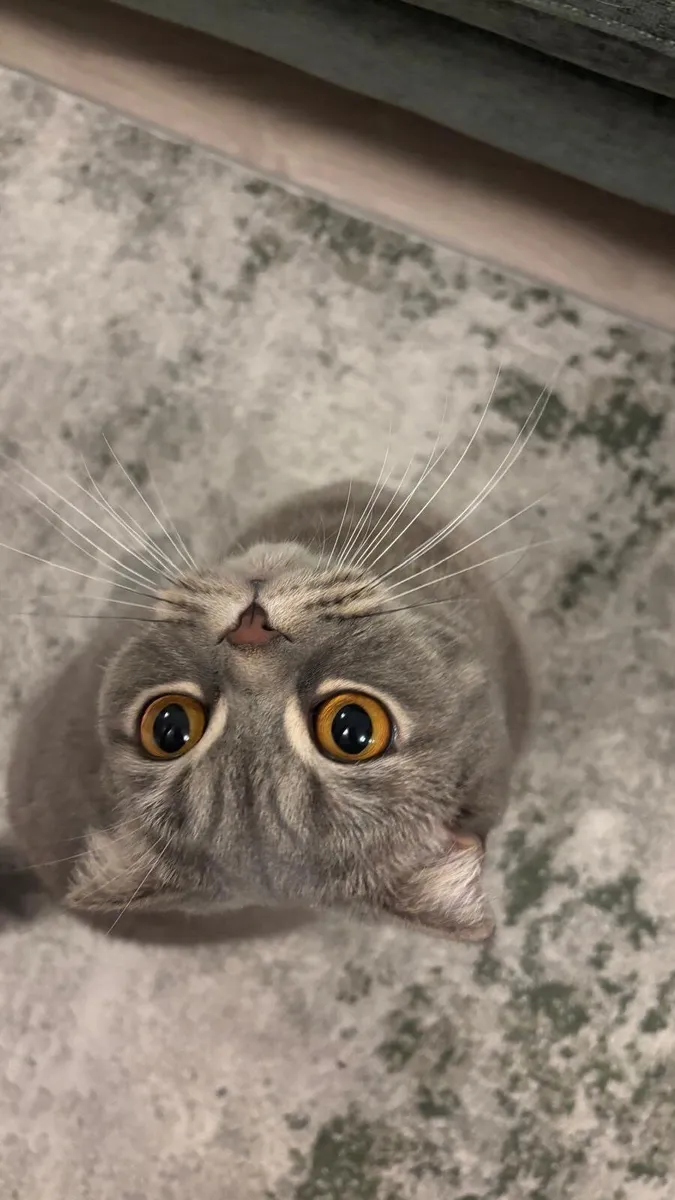 Cat - Image 1