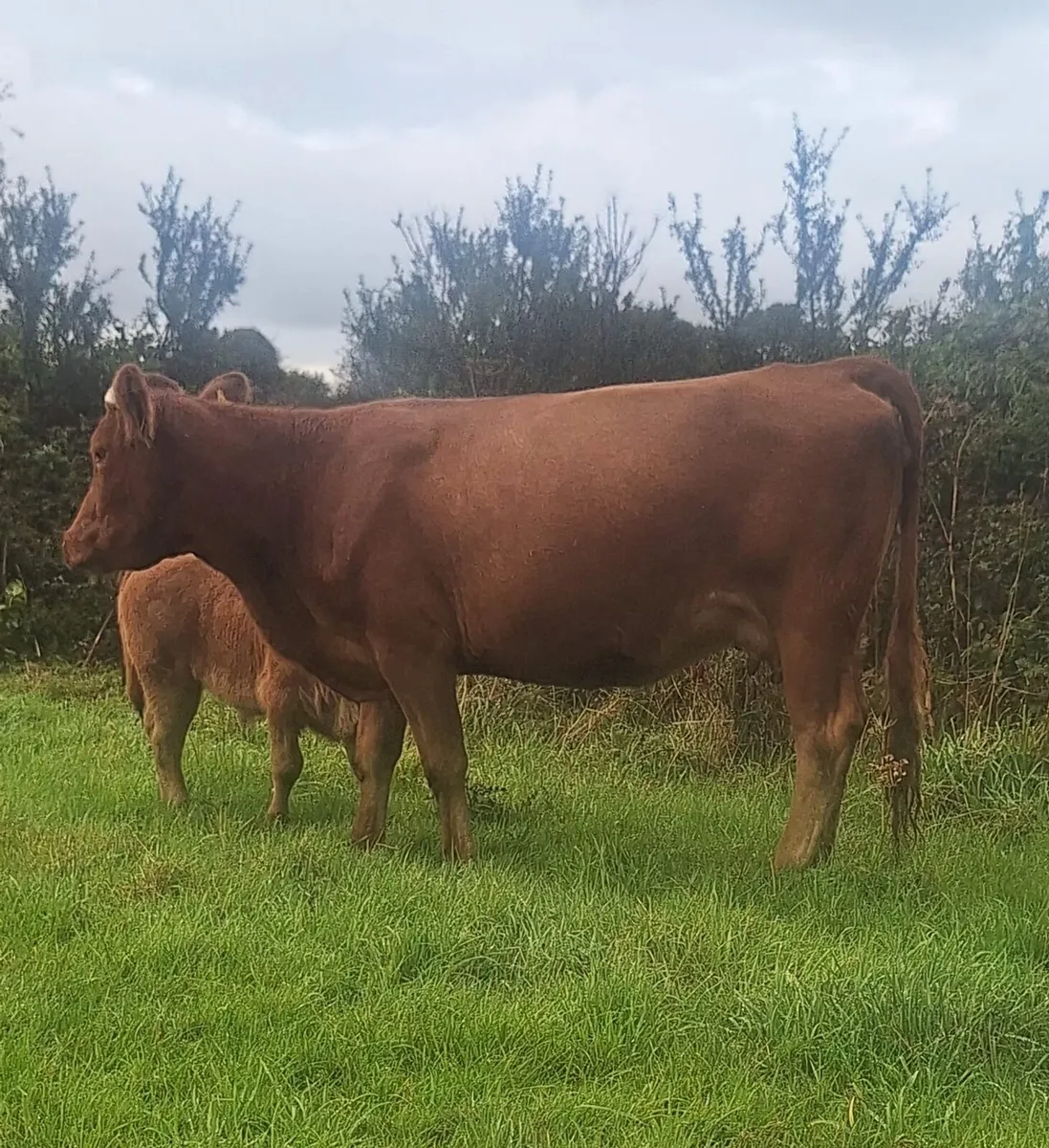 Limousin Cow & Calf - Image 2
