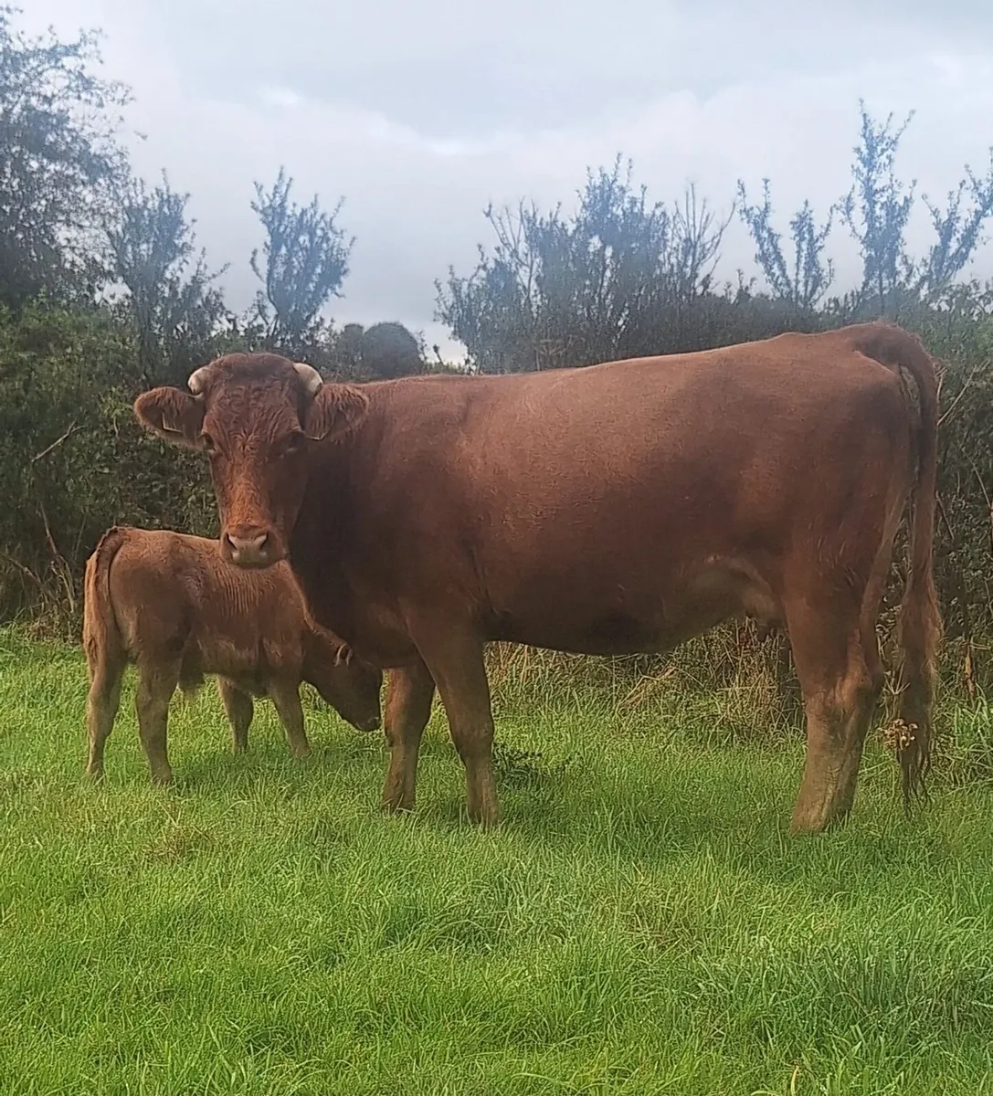 Limousin Cow & Calf - Image 3