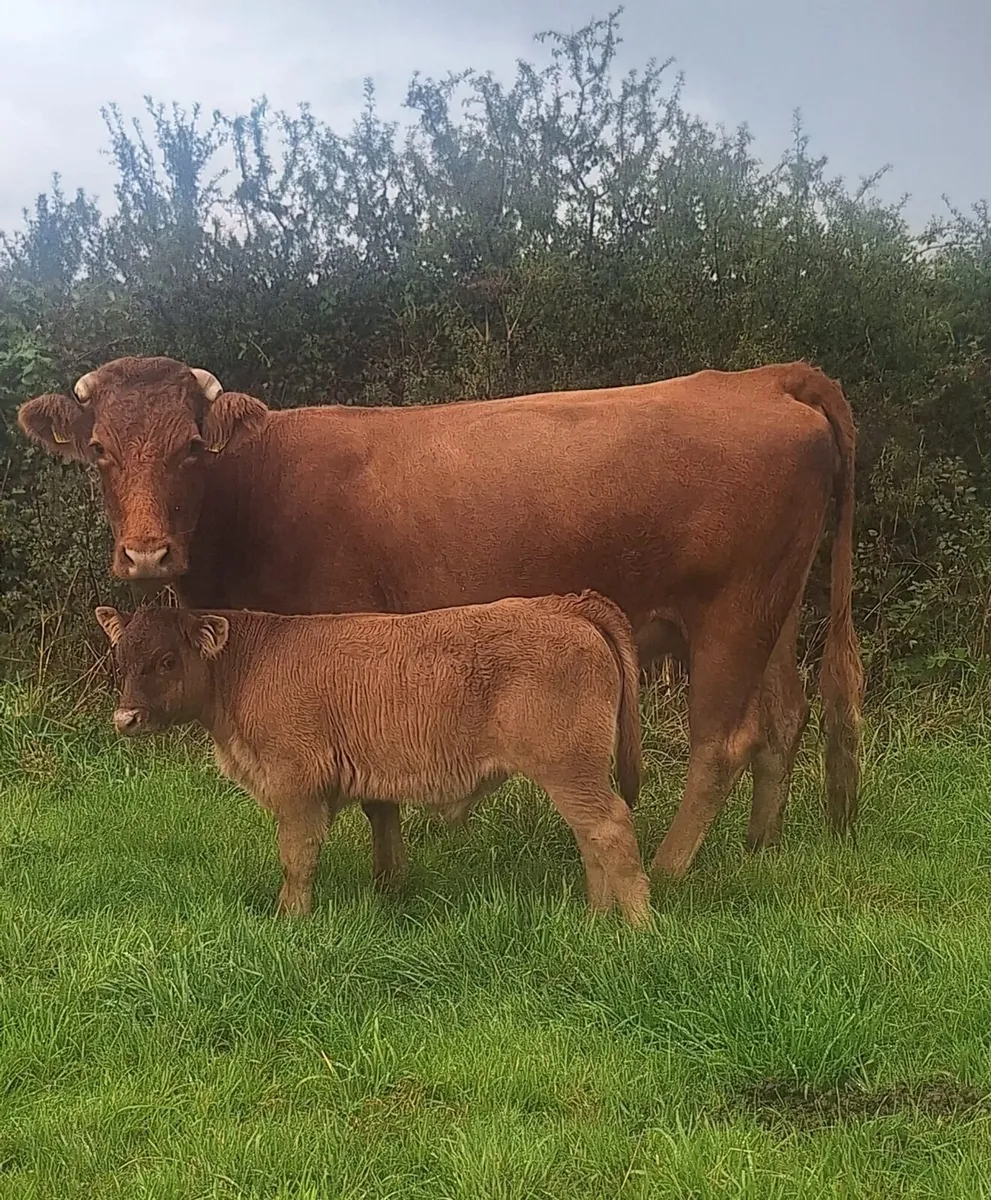 Limousin Cow & Calf - Image 4