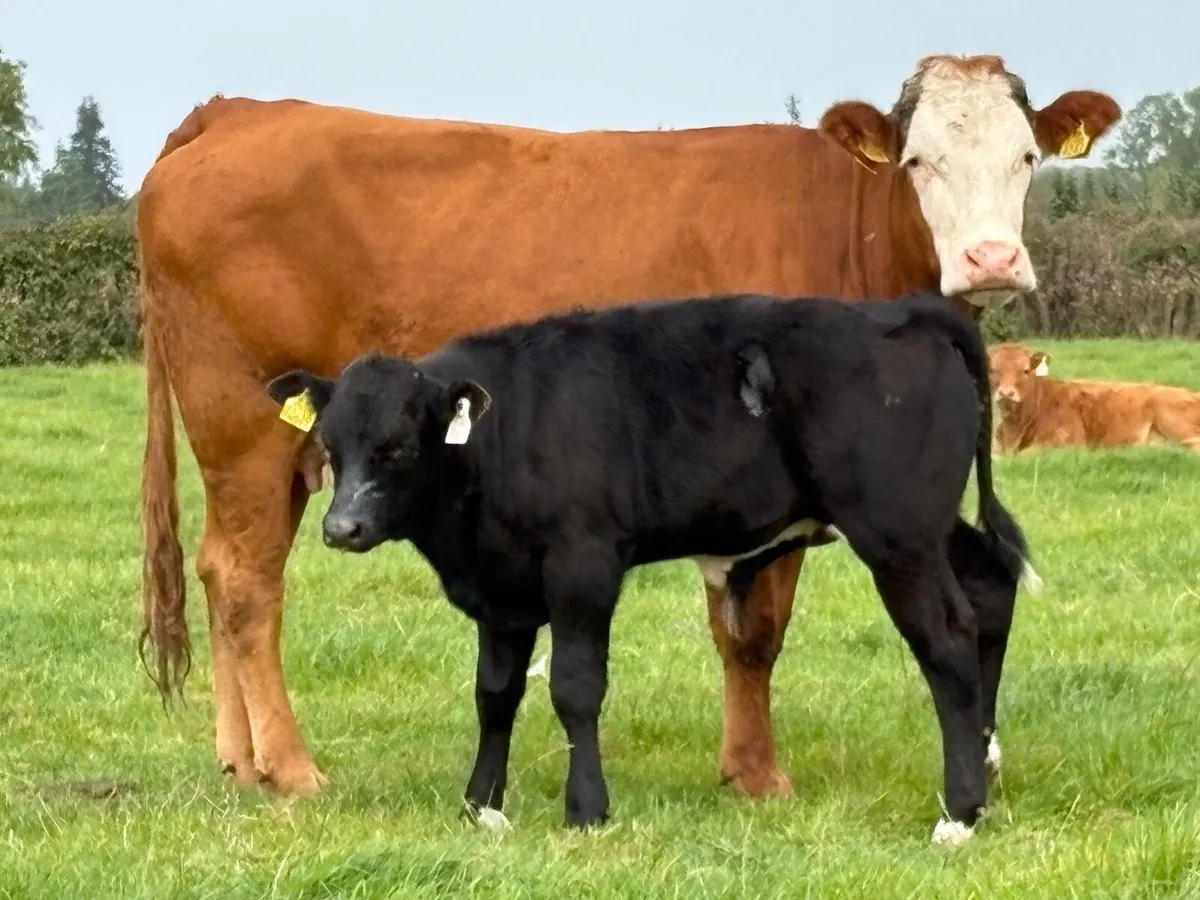 First calved heifer and bull calf - Image 2