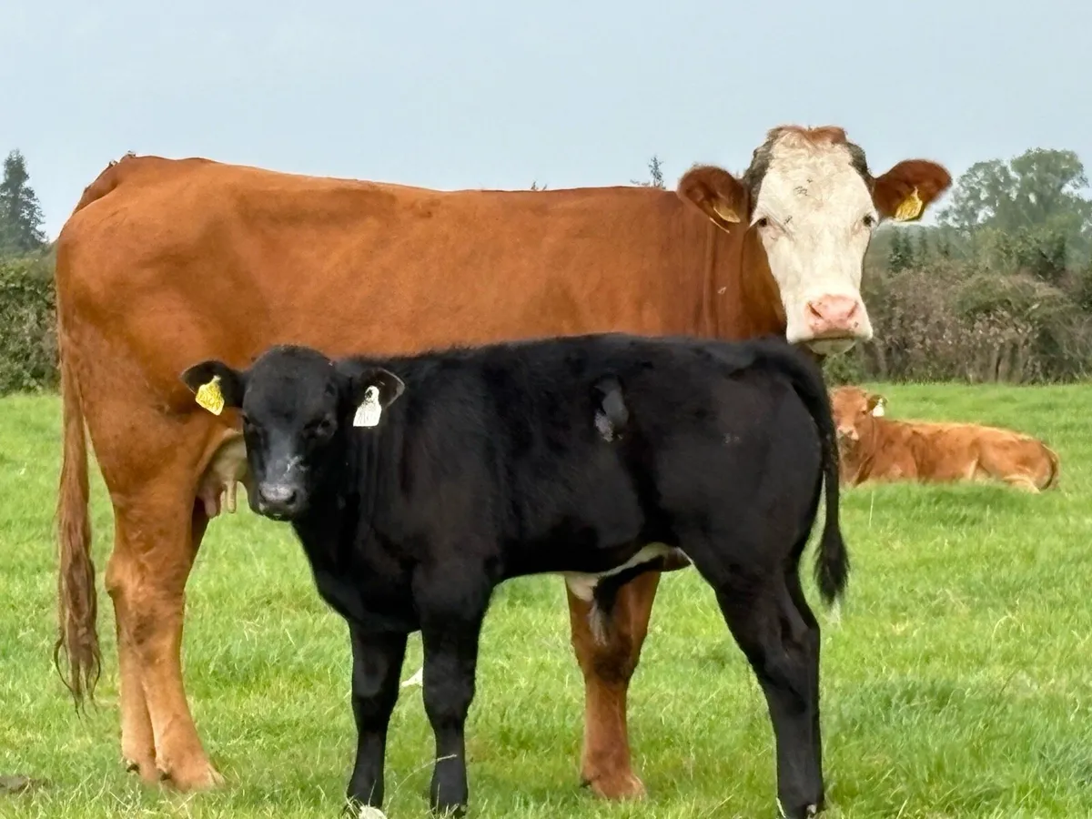 First calved heifer and bull calf - Image 3