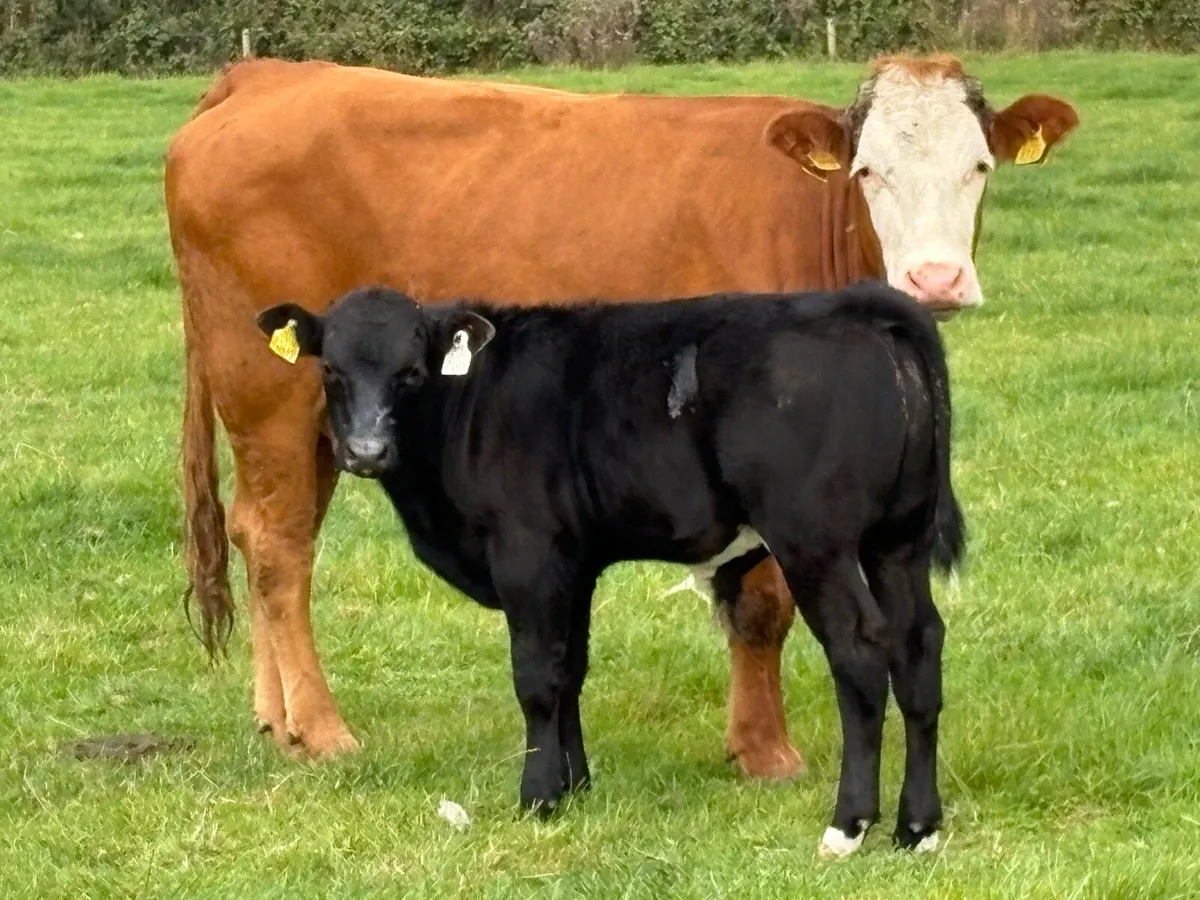 First calved heifer and bull calf - Image 4