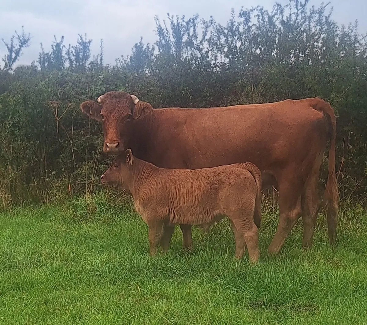 Limousin Cow & Calf - Image 1