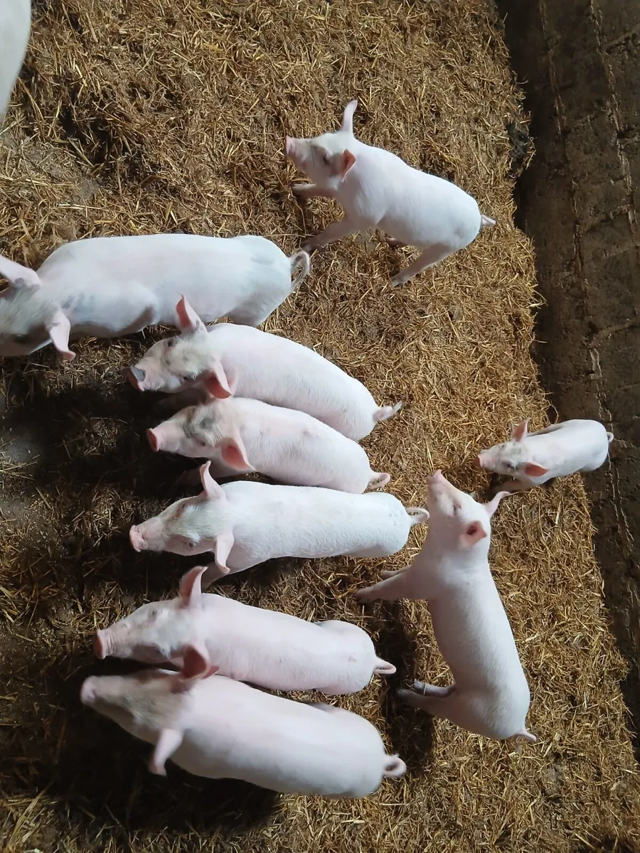 Piglets - Image 1