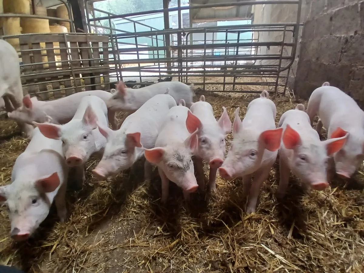 Piglets - Image 2