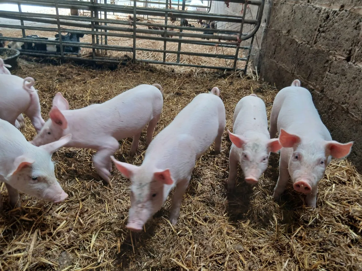 Piglets - Image 3