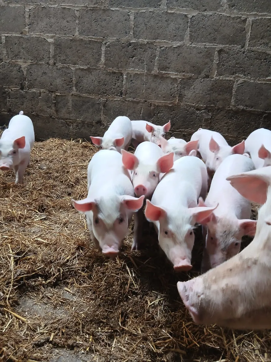 Piglets - Image 4