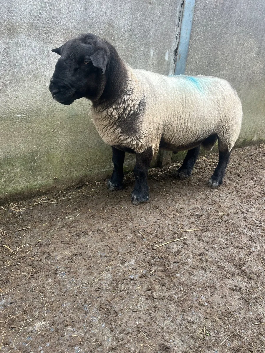 ▪️Suffolk ram ▪️ - Image 2